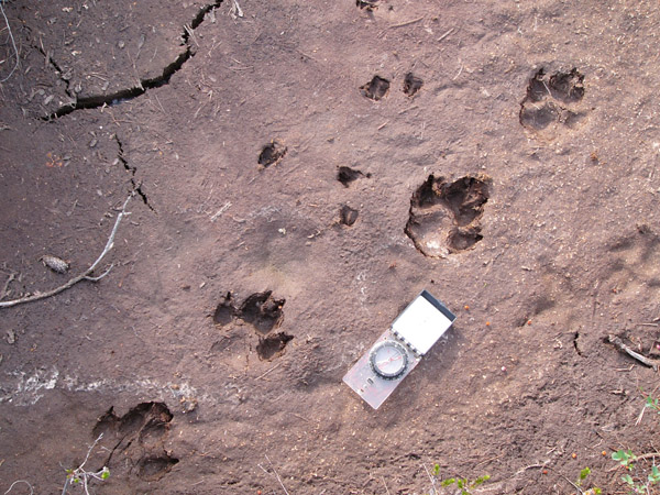 Tracks of adult wolf and newborn Sitka black-tailed deer in dewatered pit pond, sphagnum bog, Kupreanof Island, June 18, 2005. This bambi would barely make an hors d'oeuvre for Southeast's top terrestrial carnivore.