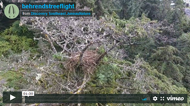 Special trees in Nettle Slide | JuneauNature